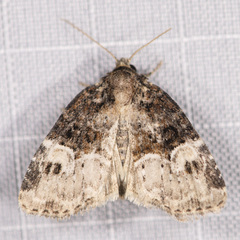 Neoligia crytora