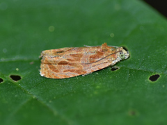 Olethreutes nitidana
