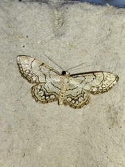 Idaea moniliata