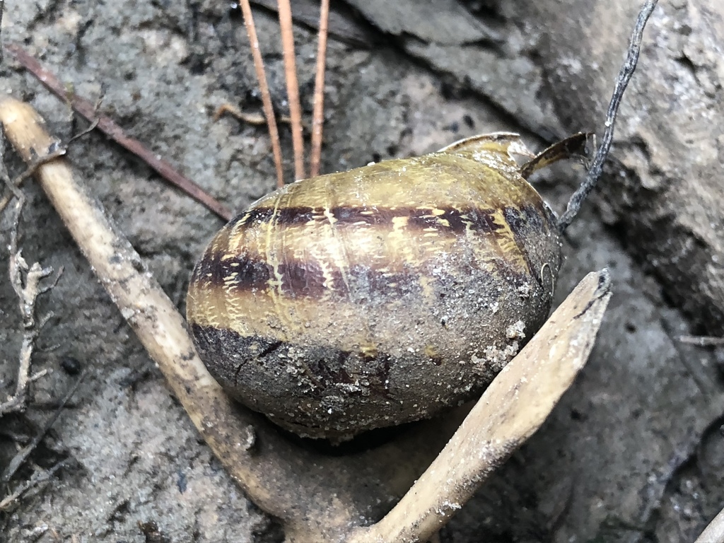 Garden Snail from 13734 Lakewood Forest Dr, Houston, TX, US on July 9 ...