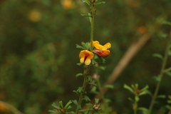 Pultenaea microphylla