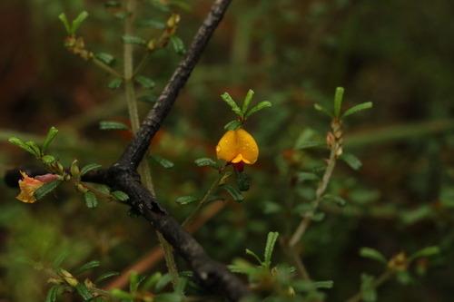 Pultenaea microphylla Sieber ex DC.