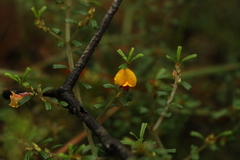 Pultenaea microphylla