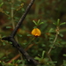 Pultenaea microphylla - Photo (c) Greg Tasney, alguns direitos reservados (CC BY-SA), uploaded by Greg Tasney