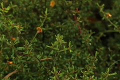 Pultenaea microphylla