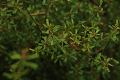 Pultenaea microphylla