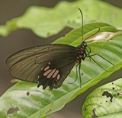 Parides erithalion