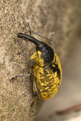 Larinus sturnus