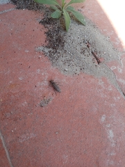 Trichoferus holosericeus