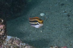 Petroscirtes fallax
