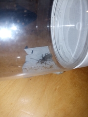 Trichoferus holosericeus