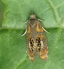 Olethreutes arcuella