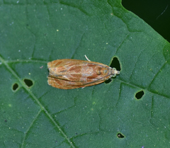 Olethreutes nitidana