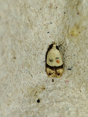 Odites kollarella