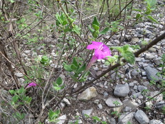 Ruellia rosea