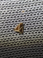 Chalciope alcyona