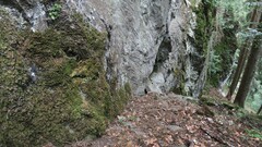 Orthothecium rufescens