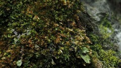 Orthothecium rufescens