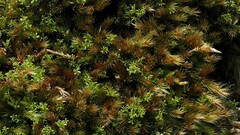 Orthothecium rufescens