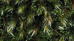 Orthothecium rufescens