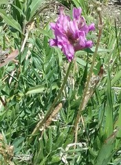 Oxytropis lambertii