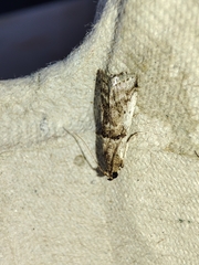Pseudacrobasis tergestella