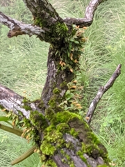 Bulbophyllum moniliforme