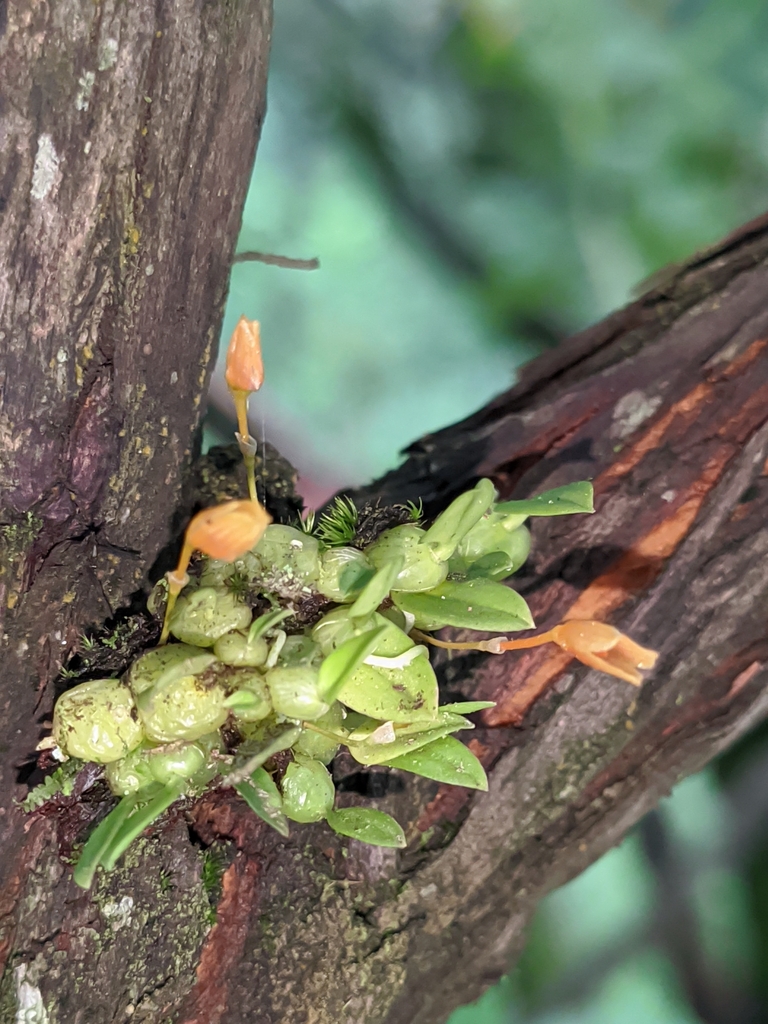 Bulbophyllum moniliforme Par. & Rchb.f. 2