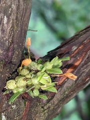 Bulbophyllum moniliforme