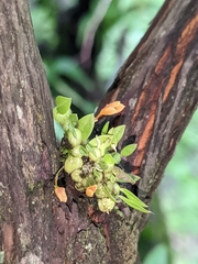 Bulbophyllum moniliforme
