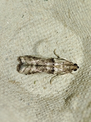 Pseudacrobasis tergestella