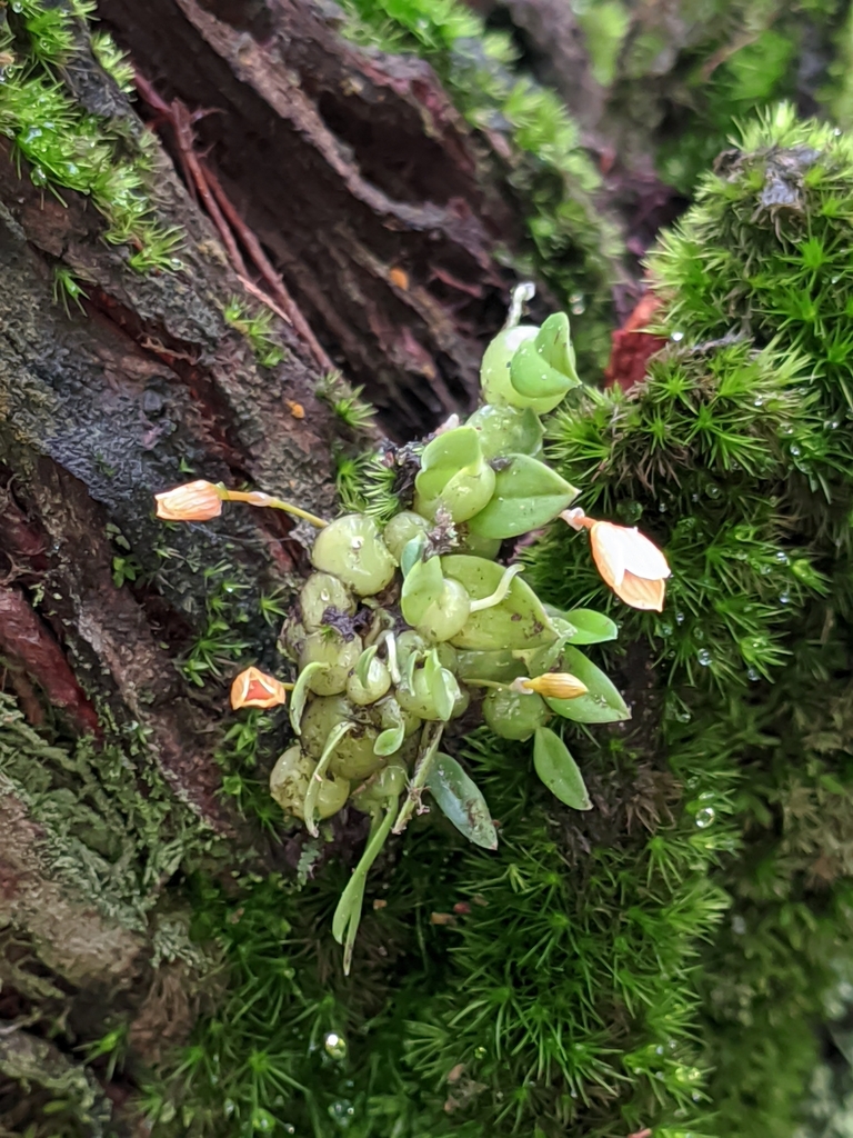 Bulbophyllum moniliforme Par. & Rchb.f. 4