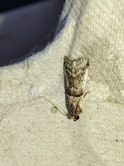 Pseudacrobasis tergestella