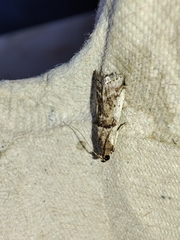 Pseudacrobasis tergestella