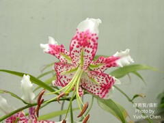Lilium speciosum