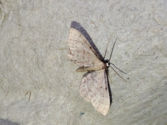 Idaea infirmaria