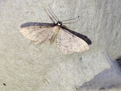 Idaea infirmaria