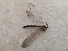 Distoleon tetragrammicus