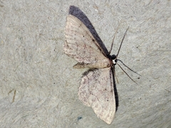 Idaea infirmaria