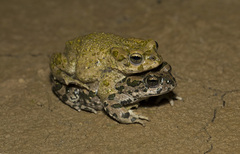 Bufotes pewzowi