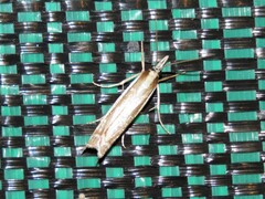 Mesocrambus candiellus