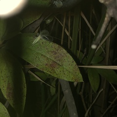 Oecanthus euryelytra