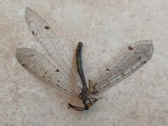 Distoleon tetragrammicus