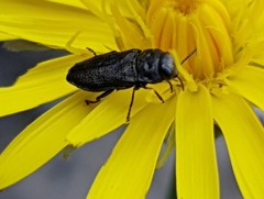 Anthaxia quadripunctata