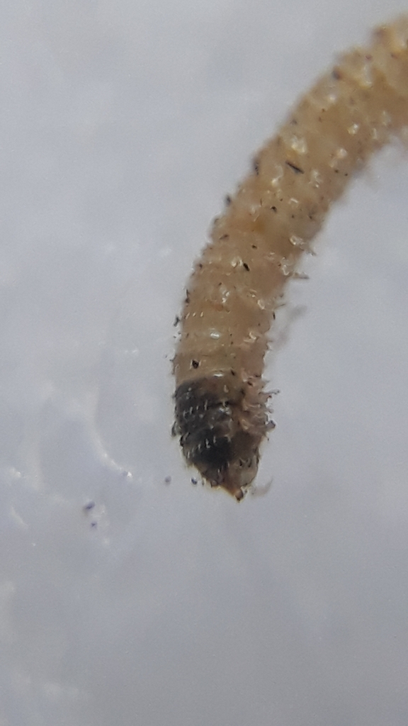 Polydrepanum
