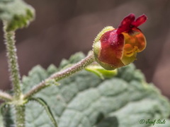 Scrophularia arguta