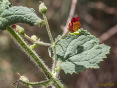 Scrophularia arguta