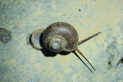 Cyclophorus martensianus