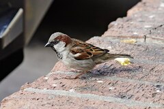 Passer domesticus