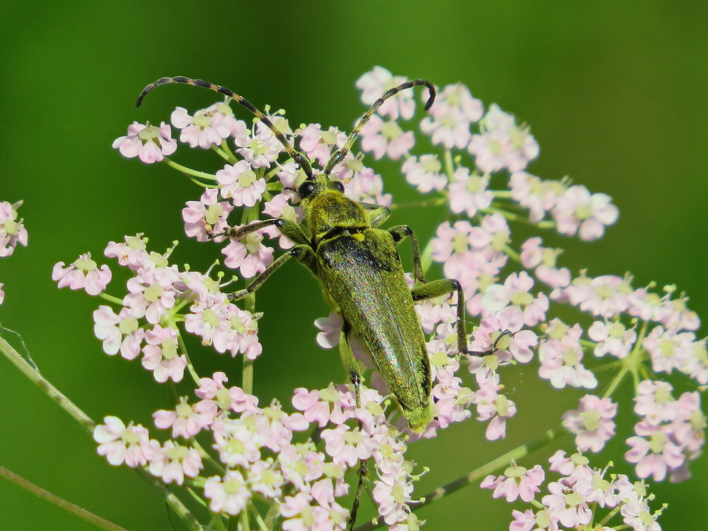 Lepturobosca virens from г. Нижняя Тура, Свердловская обл., Россия on ...